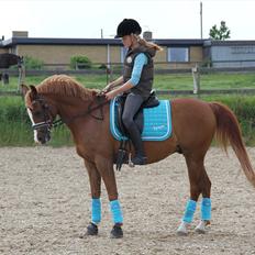 Arabisk fuldblod (OX) |Tyson Of Tas OX|