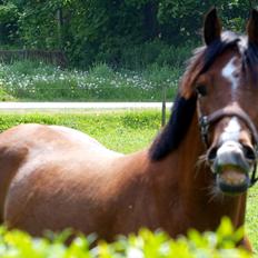 Welsh Cob (sec D) Bjeldbaks Rollo