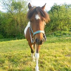 Pinto Mosegårdens Eddieson Fox (Baby)