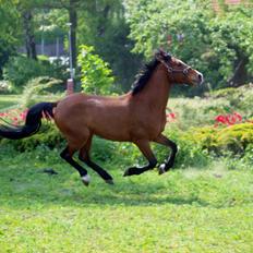 Welsh Cob (sec D) Bjeldbaks Rollo