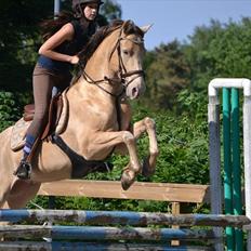 Anden særlig race Sioux