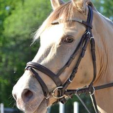 Anden særlig race Sioux