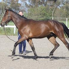 Anden særlig race Wupti