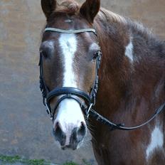 Pinto Pintoligaens Red-Butler *R.I.P*