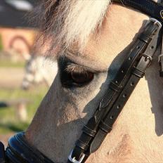 Fjordhest Bidola | Solgt!<3 |