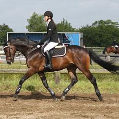 Dansk Varmblod CAPRIOLO (SOLGT TIL USA)