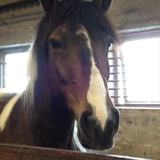 Pinto Søholt's Teepee"Goodbye my savior"