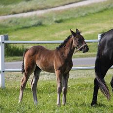 Dansk Varmblod Godskesens Dream Boy