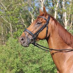 Dansk Varmblod Fjællebroens Excalibur