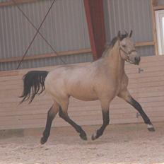 Connemara Nyholts Dundee