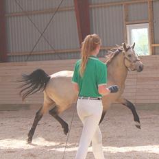 Connemara Nyholts Dundee