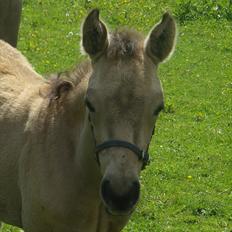 Connemara Nyholts Dundee
