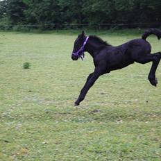 Anden særlig race Enya A Bacoon#SOLGT#