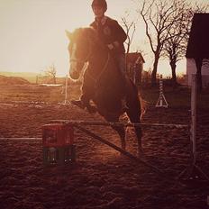 New Forest Sanchez | Morfar