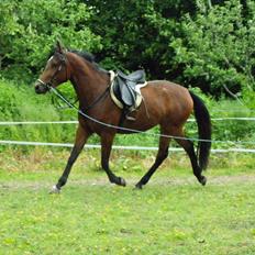 Anden særlig race Jasmin 