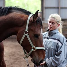 Dansk Varmblod M&M´s Capau