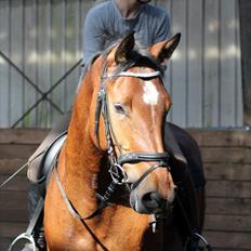 Dansk Varmblod M&M´s Capau