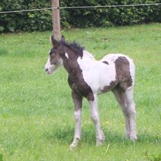 Irish Cob Haven´s Mella