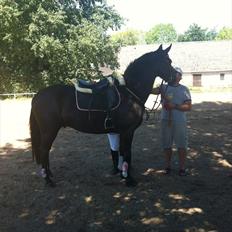 Anden særlig race IVER