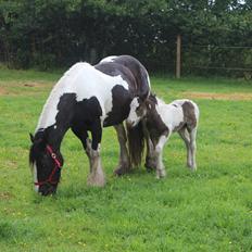 Irish Cob Haven´s Mella