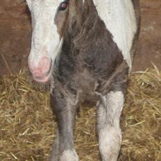 Irish Cob Haven´s Mella