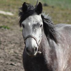 Connemara Hedegårdens Magic