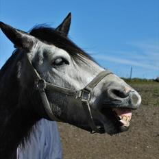 Connemara Hedegårdens Magic