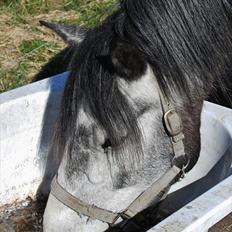 Connemara Hedegårdens Magic