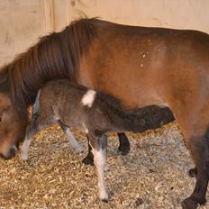 Dansk Miniature BG Precious Diamond