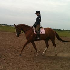 Dansk Varmblod Roseline