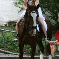 Hollandsk Varmblod Alarda (Nuller)