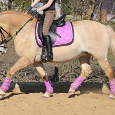 Anden særlig race Miss Jade