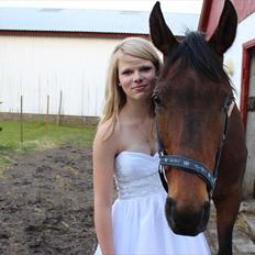 Dansk Varmblod - Fairline