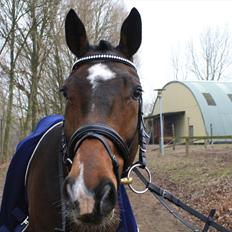 Dansk Varmblod Østergårdens Deleight