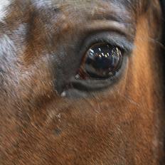 Dansk Varmblod Østergårdens Deleight