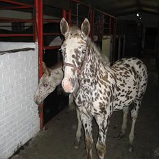 Knabstrupper Boysens Capiche "MIN"