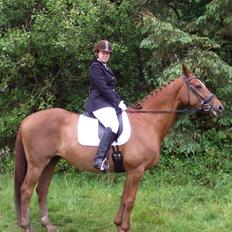 Dansk Varmblod Andina Solvang