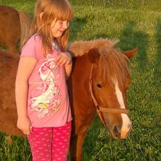 Shetlænder Bjerredals Matilde 