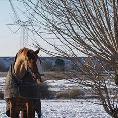 Dansk Varmblod Elbækgaards Roska <3