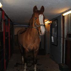 Dansk Varmblod Elbækgaards Roska <3