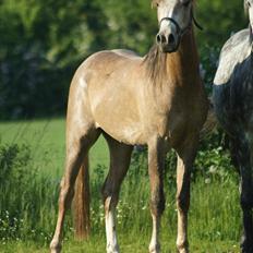 Arabisk fuldblod (OX) Ibn El Ghalahad (Allan)