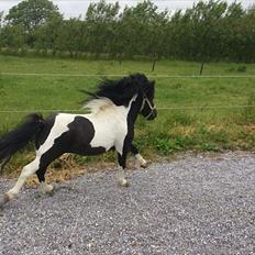 Anden særlig race Zarra`s Tordenbrag 