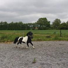 Anden særlig race Zarra`s Tordenbrag 