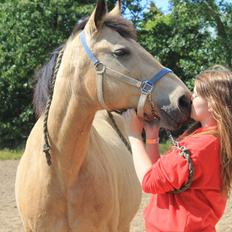 Palomino Skadekærs First Goldline (Grevinden) [Part] R.I.P