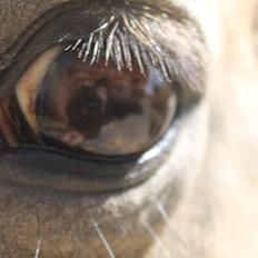 Palomino Skadekærs First Goldline (Grevinden) [Part] R.I.P