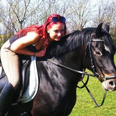 New Forest Løgtholt's Orlando