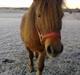 Shetlænder Lander's Sindy af Egedal (--Himmelpony--)