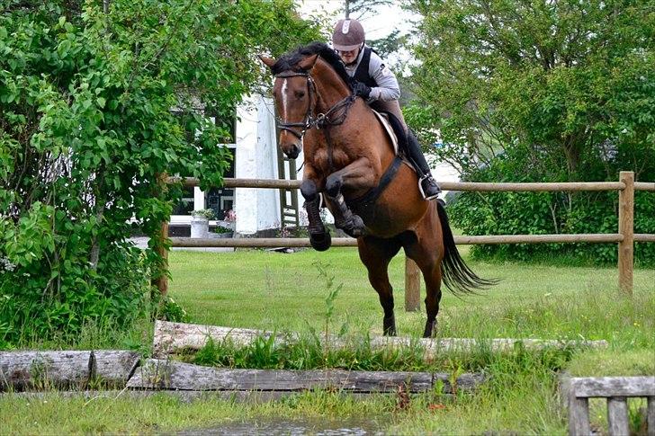 Dansk Varmblod Jaqueline - jaqqes mener at det store vand skal springes som vandgrav;) billede 16