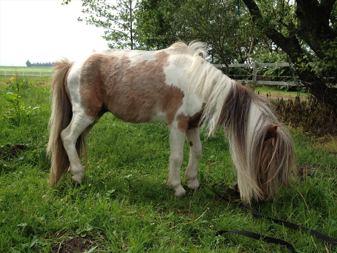 Anden særlig race bandit billede 2