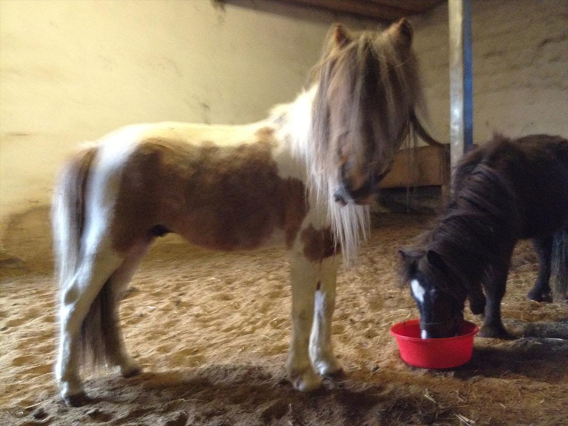 Anden særlig race bandit billede 3